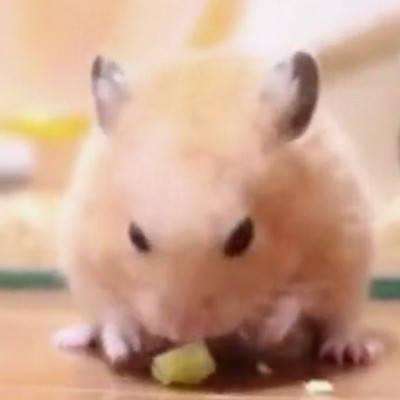 仓鼠吃瓜东西视频大全,趣味视频大盘点