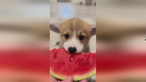 吃瓜小狗特效视频在线观看,萌宠趣味瞬间，在线观看笑翻天