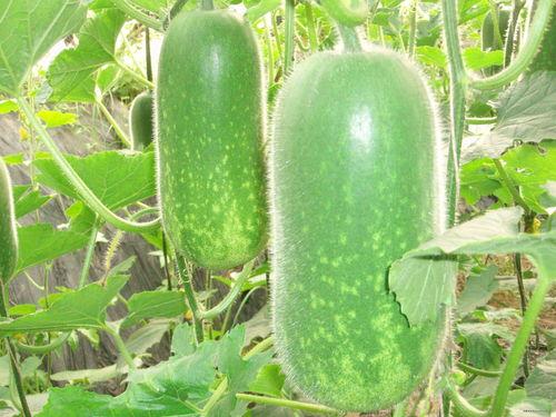 吃瓜新闻素材视频大全,视频素材大全背后的热点追踪