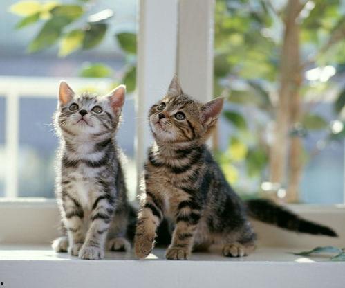 猫咪吃瓜视频模板,揭秘猫咪的“瓜界”狂欢