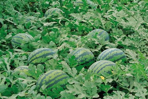 农村吃洋瓜视频大全下载,趣味盎然的生活瞬间集锦