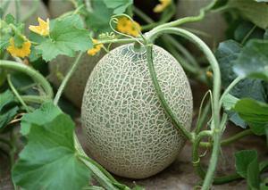 喂小猪吃哈密瓜好吗视频,营养与乐趣并存的新尝试