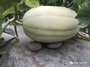 吃瓜视频哪里去找,轻松找到热门娱乐资讯的秘籍