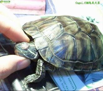 巴西龟吃哈密瓜视频,一场跨物种的美食之旅