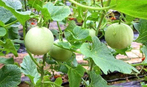 陕西古城吃瓜视频,一场别开生面的吃瓜盛宴