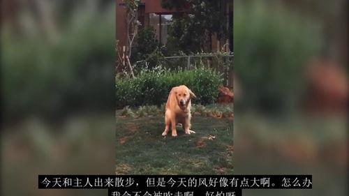 吃瓜小说搞笑视频合集,让你笑到肚子疼