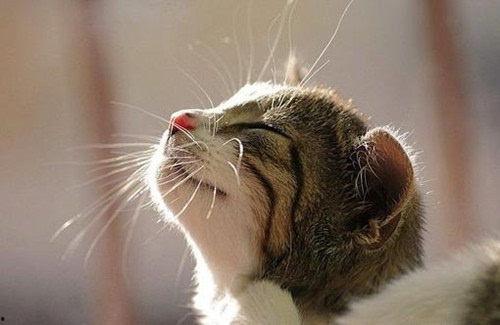 上海猫咪吃瓜视频,萌态十足，网友直呼可爱爆表！