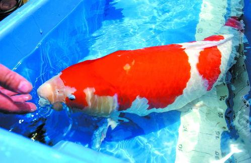 哪个鱼吃小瓜虫好吃呢视频,哪种鱼类是消灭小瓜虫的天然高手？