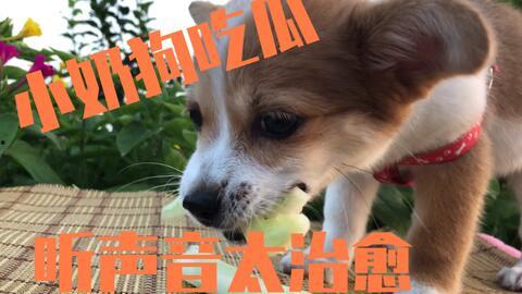 小狗要瓜吃的视频,萌态可掬引网友爆笑