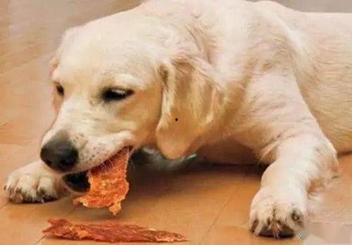 狗狗吃瓜配音视频大全,萌宠欢乐时光